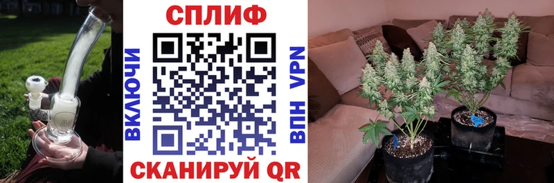 где найти наркотики  Олёкминск  Бошки марихуана индика 